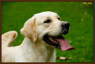 cachorros golden retriever